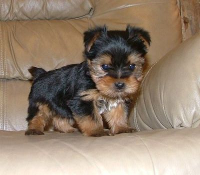 beautiful yorkies puppies ready to go for x_mas.