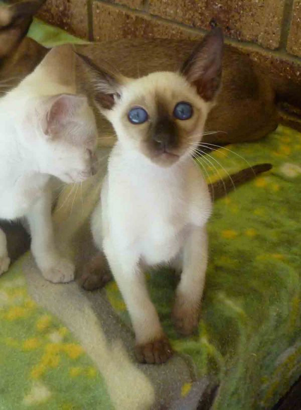 Siamese Kittens Available