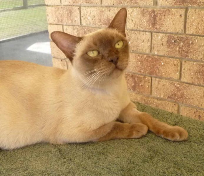 Burmese Female Adult Available