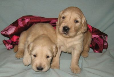 Golden Retriever Puppies For Sale