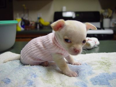 Adorable Chihuahua Puppies Available,