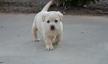 Labrador retriever puppies for sale