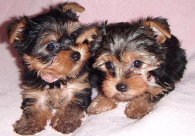 12 weeks teacup yorkie puppies available for adoption.