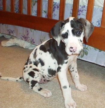Pure Charming Great Dane Puppies Now Available.