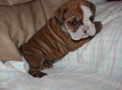 English Bulldog  Puppies for good homes