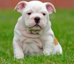 nice english bulldog puppies for a new home