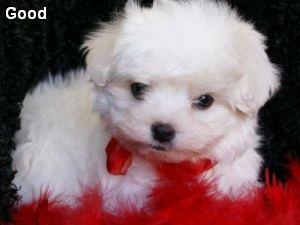 Toy maltese pups for adoption
