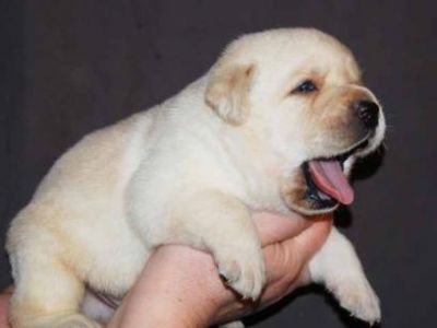 Cute Labrador retriever puppies for adoption,
