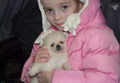 Beautiful AKC Pomeranian Puppies At Fantastic Price
