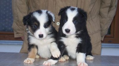 Well Trained  Border Collies Puppies