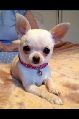 Lost & Found Pets: Dogs Cats Birds Rabbits etc