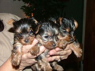 Tea Cup lovable Yorkshire Terrier Puppies