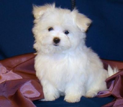  Adorable male and female Maltese  Puppies For Adoption 