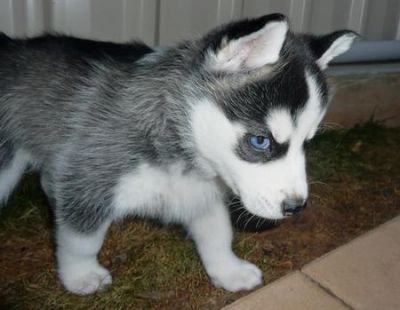 Siberian husky Puppies Available for X mas