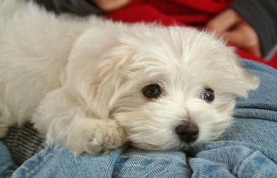 cute and charming maltese puppies for adoption