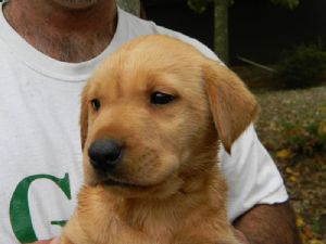 READY NOW.Male and Female Labrador puppies.
