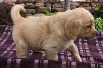 Golden Retriever Puppies