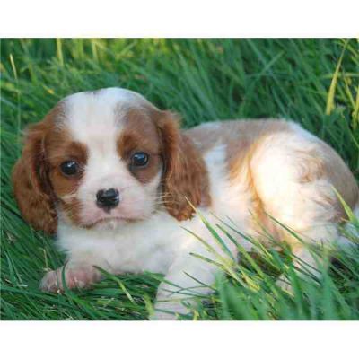 Cavalier King Charles Spaniel puppies available for good home