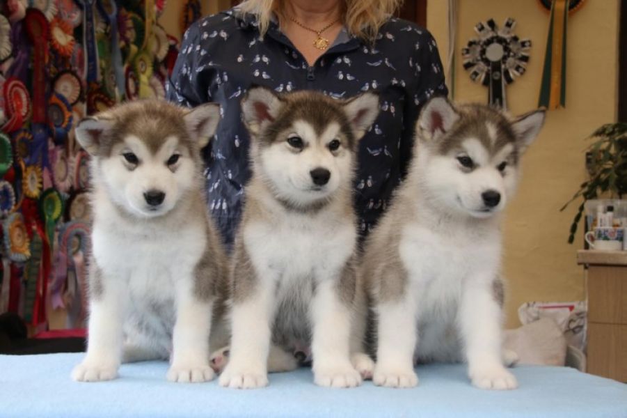 Alaskan Malamute Puppies 