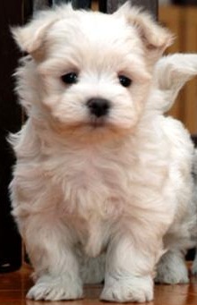 Cute White Maltese Puppies Availalable Now