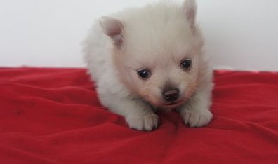 Beautiful AKC Pomeranian Puppies At Fantastic Price