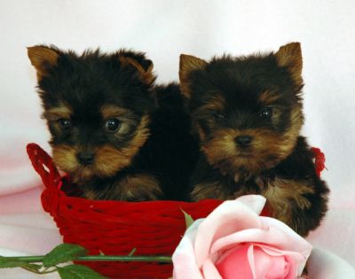 Two Cute Male and Female Teacup Yorkie Puppies