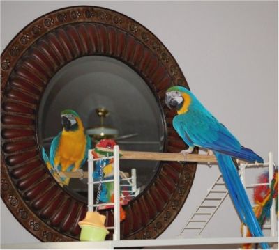 Beautiful Pair of Macaws for free Adoption with Cage