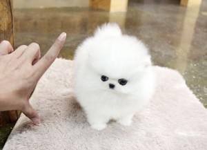 Male and female Pomeranain puppies