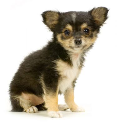 Long hair female chihuahua