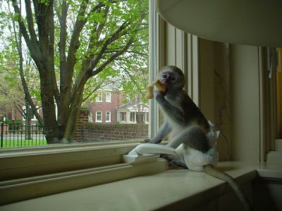 Bella is a lovely Capuchine monkey for sale