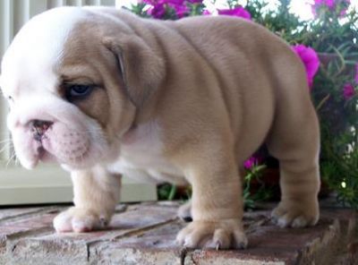 Charming English Bulldog Puppies For Sale