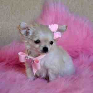 am having this cute and lovely chihuahua puppies that i want to let go to any loving and caring home