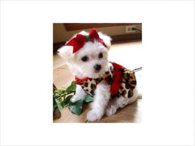 Cute Maltese Puppies For Free Adoption