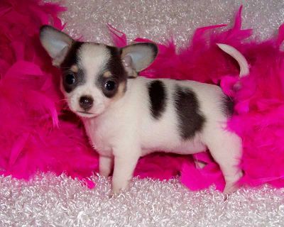 chihuahua  puppies