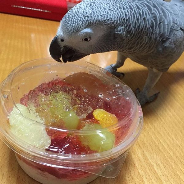 Get your merry Xmas African Grey Parrots