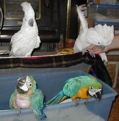 Selling Macaws,Cockatoos,Greys, and Amazons parrots