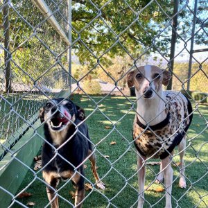 Premium Pet Care at Dog Boarding Melbourne | A Dogs Domain and Cats too