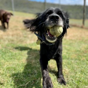 Premium Pet Care at Dog Boarding Melbourne | A Dogs Domain and Cats too