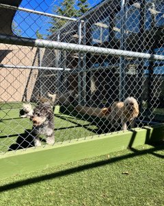 Premium Pet Care at Dog Boarding Melbourne | A Dogs Domain and Cats too