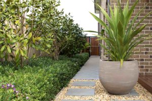 Tree Pruning in Sydney