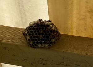 Residential Pest Control Canberra
