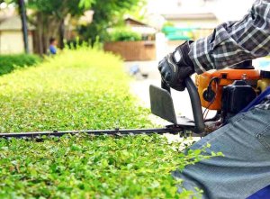 Trimming & Maintenance in Canberra