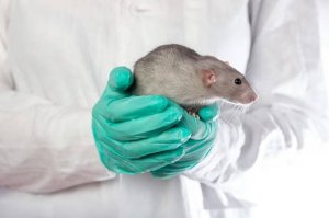 Residential Pest Control in Geelong